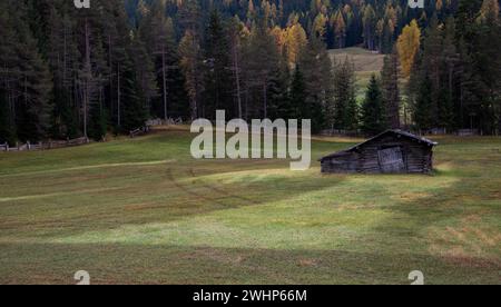 Verlassenes Bauernhaus aus Holz auf dem Ackerland, umgeben von Waldbäumen im Herbst Stockfoto