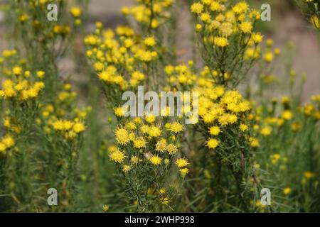 Aster linosyris, SYN. Galatella, Goldlöckchen-Aster Stockfoto