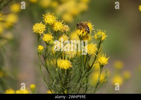 Aster linosyris, SYN. Galatella, Goldlöckchen-Aster Stockfoto