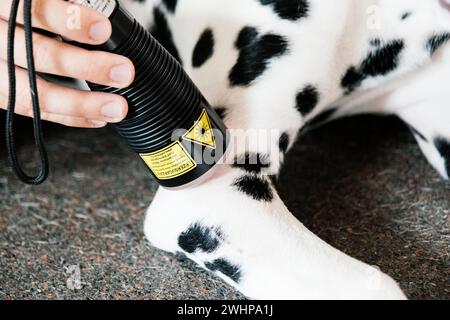 dalmatinisches Lasertherapietraining für Hunde Stockfoto