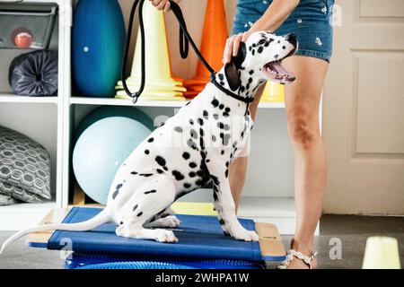 dalmatinisches Lasertherapietraining für Hunde Stockfoto