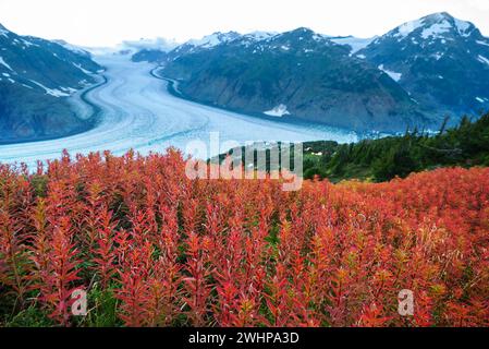 Der weltberühmte Lachsgletscher in Alaska, USA Stockfoto