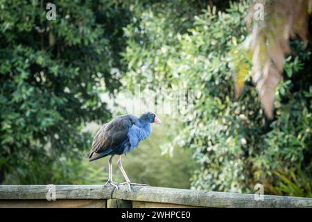 Farbenfroher einheimischer Vogel Pukeko, der auf einem Holzvorsprung im Waldpark in Neuseeland steht Stockfoto