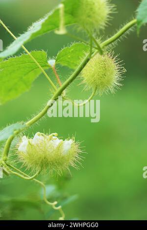 Passiflora foetida (auch Passiflora foetida genannt, stinkende Passionsblume, wilde Maracuja, Busch Passionsfrucht) mit natürlichem Hintergrund Stockfoto