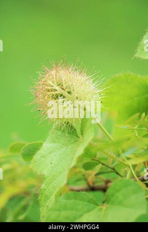 Passiflora foetida (auch Passiflora foetida genannt, stinkende Passionsblume, wilde Maracuja, Busch Passionsfrucht) mit natürlichem Hintergrund Stockfoto