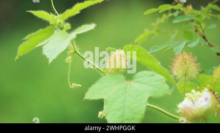 Passiflora foetida (auch Passiflora foetida genannt, stinkende Passionsblume, wilde Maracuja, Busch Passionsfrucht) mit natürlichem Hintergrund Stockfoto