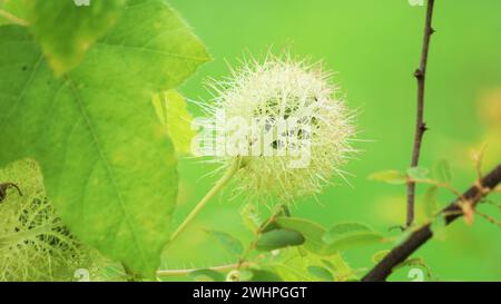 Passiflora foetida (auch Passiflora foetida genannt, stinkende Passionsblume, wilde Maracuja, Busch Passionsfrucht) mit natürlichem Hintergrund Stockfoto