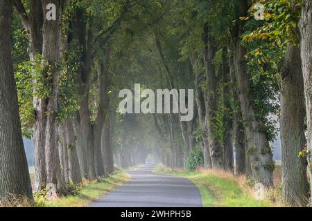 Traditionelle Landstraße mit alten Linden auf beiden Seiten an einem trüben Tag typische Landschaft in Norddeutschland, Kopierraum, s Stockfoto