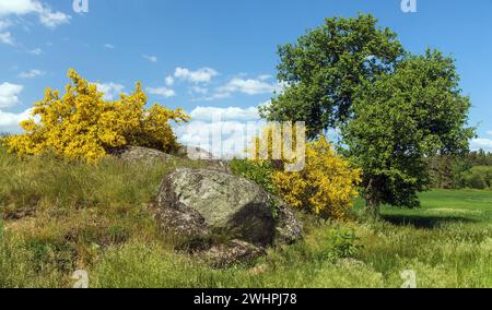 Cytisus scoparius, der gemeinsame Ginster oder Scotch Ginster gelb blüht in der Blütezeit mit Baum und schönem Himmel, Panoramablick Stockfoto