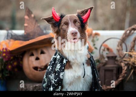 Rot-weißer Collie-Hund mit Border in einem Karnevalskostüm sitzt vor dem Hintergrund von Halloween-Kürbissen und Herbstdekor Stockfoto