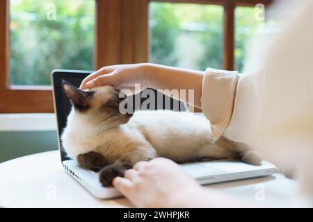 Frau, die von zu Hause aus mit der Katze arbeitet. Katze schläft auf der Laptop-Tastatur. Assistenzkatze, die am Laptop arbeitet Stockfoto