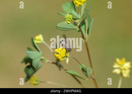 Nahaufnahme weibliche Fliege Coenosia. Family House Flies (Muscidae) on the yellow flower of Little Trefoil (Trifolium dubium) Frühling, Mai, Niederlande. Stockfoto