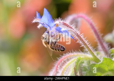 Biene - APIs mellifera - bestäubt eine Borretschblüte oder Sternblume - Borago officinalis Stockfoto