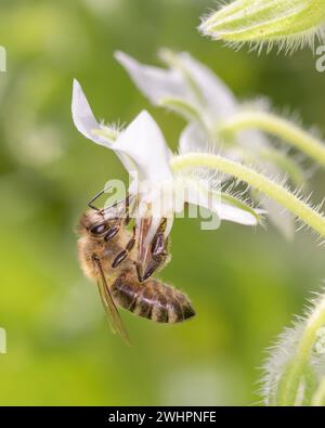 Biene - APIs mellifera - bestäubt eine Borretschblüte oder Sternblume - Borago officinalis Stockfoto