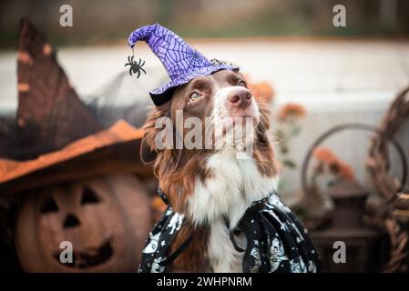 Rot-weißer Collie-Hund mit Border in einem Karnevalskostüm sitzt vor dem Hintergrund von Halloween-Kürbissen und Herbstdekor Stockfoto