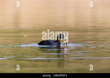 Ein Russ im Park, Ziegeleipark Heilbronn, Deutschland, Europa Stockfoto