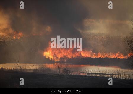 Waldbrand von meist trockenen Schilfpflanzen in einem Feuchtgebiet innerhalb einer Großstadt in Osteuropa. Stockfoto