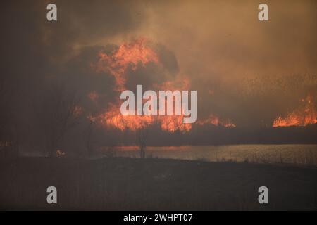 Waldbrand von meist trockenen Schilfpflanzen in einem Feuchtgebiet innerhalb einer Großstadt in Osteuropa. Stockfoto