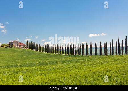 Klassische Ansicht des toskanischen Landhaus, grüne Feld und Zypressen Baum-Reihen Stockfoto