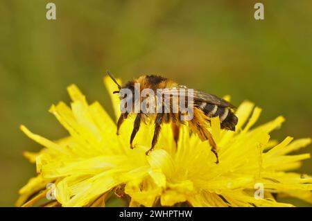 Natürliche Nahaufnahme eines Weibchens der Pantaloonbiene oder haarige Bergbaubiene, Dasypoda hirtipes, die auf einer gelben Blume sitzen Stockfoto