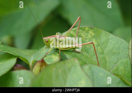 Natürliche Nahaufnahme auf einer hochgrünen Buschgrille, Tettigonia-Kantane, die in der Vegetation sitzen Stockfoto