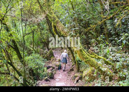 Wanderung in den Dschungel Stockfoto