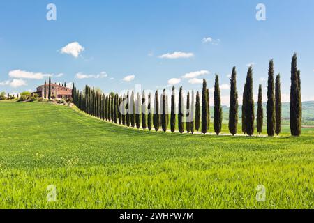 Klassischer Blick auf toskanisches Bauernhaus, Green Field und Cypress Tree Rows Stockfoto