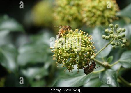 Hedera Helix, Efeu Stockfoto
