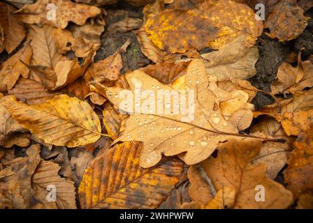 Herbstlich nasse gelbe Blätter liegen auf dem Boden Stockfoto