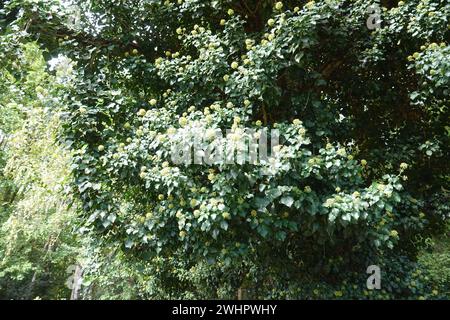 Hedera Helix, Efeu Stockfoto