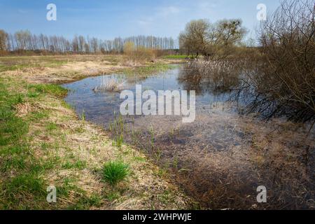 Feuchte Flächen auf einer unbebauten Wiese, Frühlingstag Stockfoto