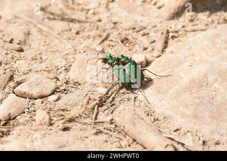 Grüne Tigerkäfer paaren sich im Sommer auf einem sandigen Bergweg. Highlands, Schottland, Großbritannien. Stockfoto