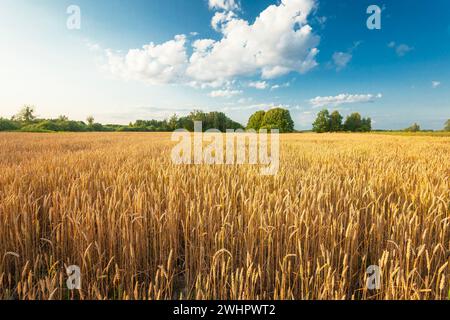 Goldenes Weizenfeld und weiße Wolke am blauen Himmel, sonniger Juli-Tag Stockfoto