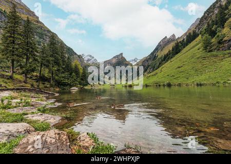 Wunderschöner Blick auf das Seealpsee und den See im Alpsteingebirge im Sommer bei Appenzell, Schweiz Stockfoto