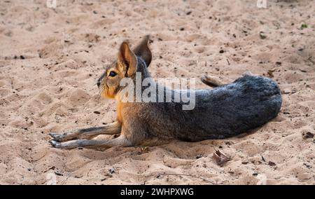 Patagonisches Mara-Tier, das auf einem Sand ruht. Dolichotis patagonum, wunderschönes großes amerikanisches Nagetier aus offenen Lebensräumen Argentiniens. Stockfoto