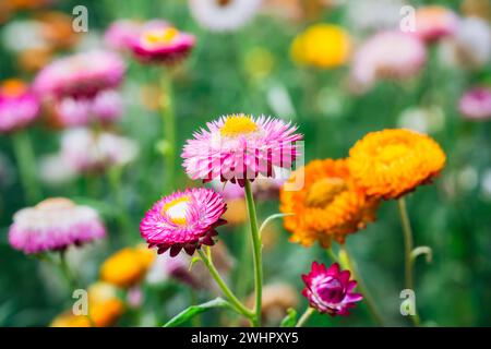 Wunderschöne mehrfarbige Strohblume oder Everlasting Daisy Blume blüht im Garten am Frühling an sonnigen Tagen Stockfoto