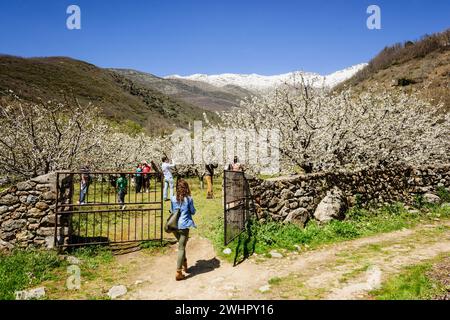 Cerezos en flor -Prunus cerasus- Stockfoto