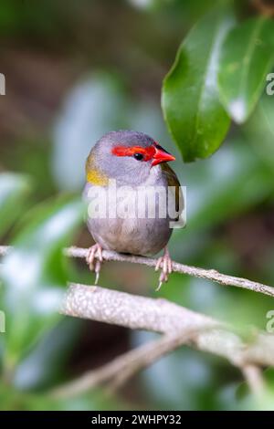 Ein männlicher Rotbraun-Finke, Neochmia temporalis, hoch oben im Wald. Der kleine Samen fressende Vogel ist ein Estrildofink, der an der Ostküste von Au lebt Stockfoto