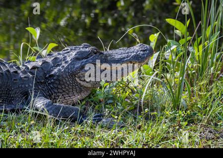 Nahaufnahme eines amerikanischen Alligators, der auf Gras sonnt, Loop Road Scenic Drive, Big Cypress National Preserve, Florida Stockfoto