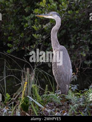 Great Blue Reiher stehend, Loop Road Scenic Drive, Big Cypress National Preserve, Florida Stockfoto