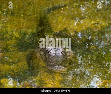 American Alligator Floating, Loop Road Scenic Drive, Big Cypress National Preserve, Florida Stockfoto