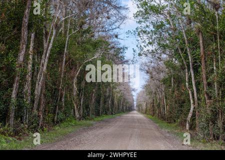 Loop Road Scenic Drive, Big Cypress National Preserve, Florida Stockfoto