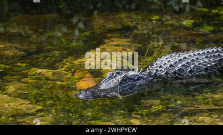 American Alligator Floating, Loop Road Scenic Drive, Big Cypress National Preserve, Florida Stockfoto