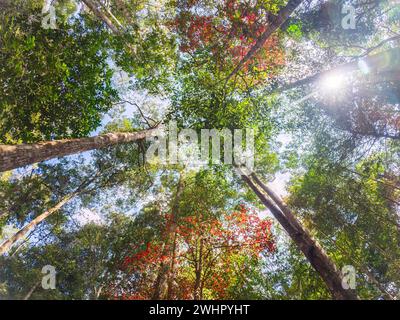 Flacher Blick auf den farbenfrohen tropischen Regenwald mit rotem Ahornbaum im Nationalpark bei Tageslicht Stockfoto