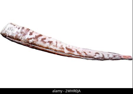 Roher Königsklip, Congrio-Fisch. Isoliert auf weißem Hintergrund. Draufsicht Stockfoto