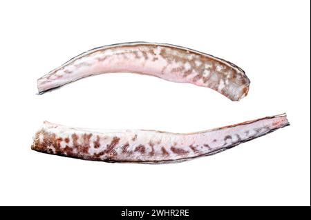 Roher Königsklip, Congrio-Fisch. Isoliert auf weißem Hintergrund. Draufsicht Stockfoto