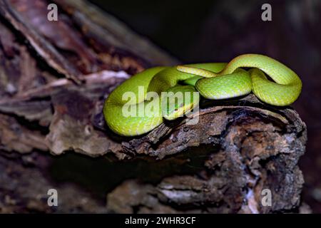 Indonesische Grubenotter (Trimeresurus insularis) aus Komodo, Indonesien. Stockfoto