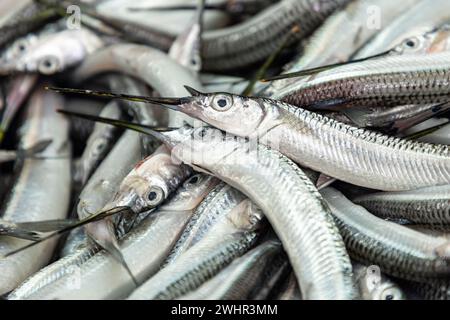 Congaturi Halbschnabel (Hyporhamphus limbatus), Valenciennes Halbschnabel, frisch gefangene kleine Fische zum Verkauf auf dem Fischmarkt. Makroaufnahme in Nahaufnahme. Stockfoto