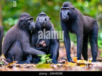 Crested Black Macaques (Macaca nigra) im Tangkoko Nature Reserve, Nord-Sulawesi, Indonesien. Stockfoto