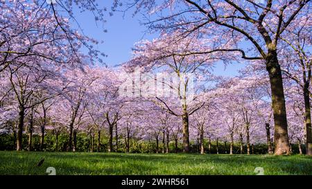 Kersenbloesempark Übersetzung Blumenpark im Amsterdamse Bos gibt es 400 Kirschbäume Stockfoto